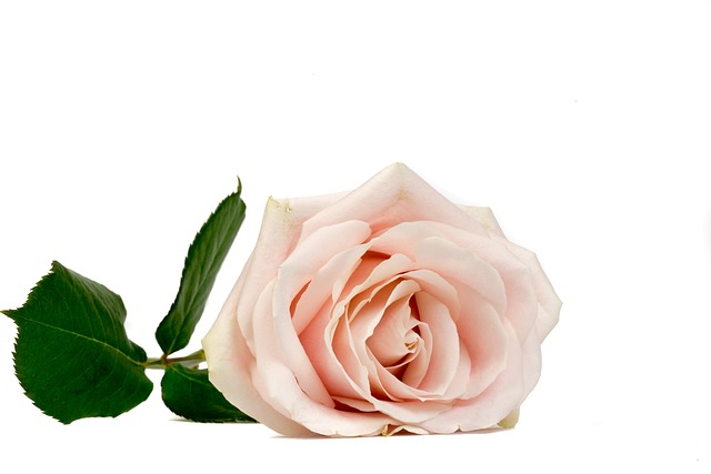 Opdag fordelene ved Solaray's rosenrod til at forbedre dit humør